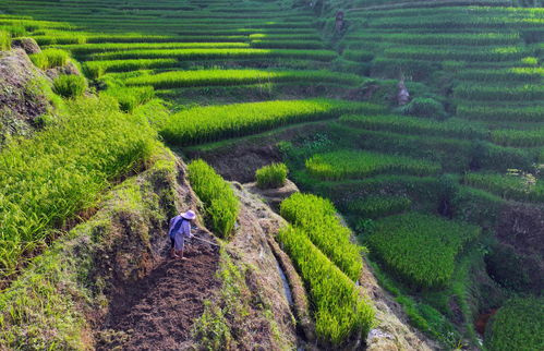 文化中國(guó)行 傳統(tǒng)村落人文影像志丨堯告村 云端古寨寄鄉(xiāng)愁
